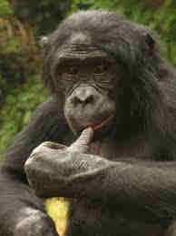 Bonobo ape thinking about ethical choices