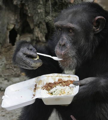 Chimp eating from polystyrene